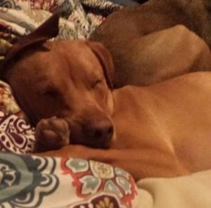 Meet your Posher, Rachel